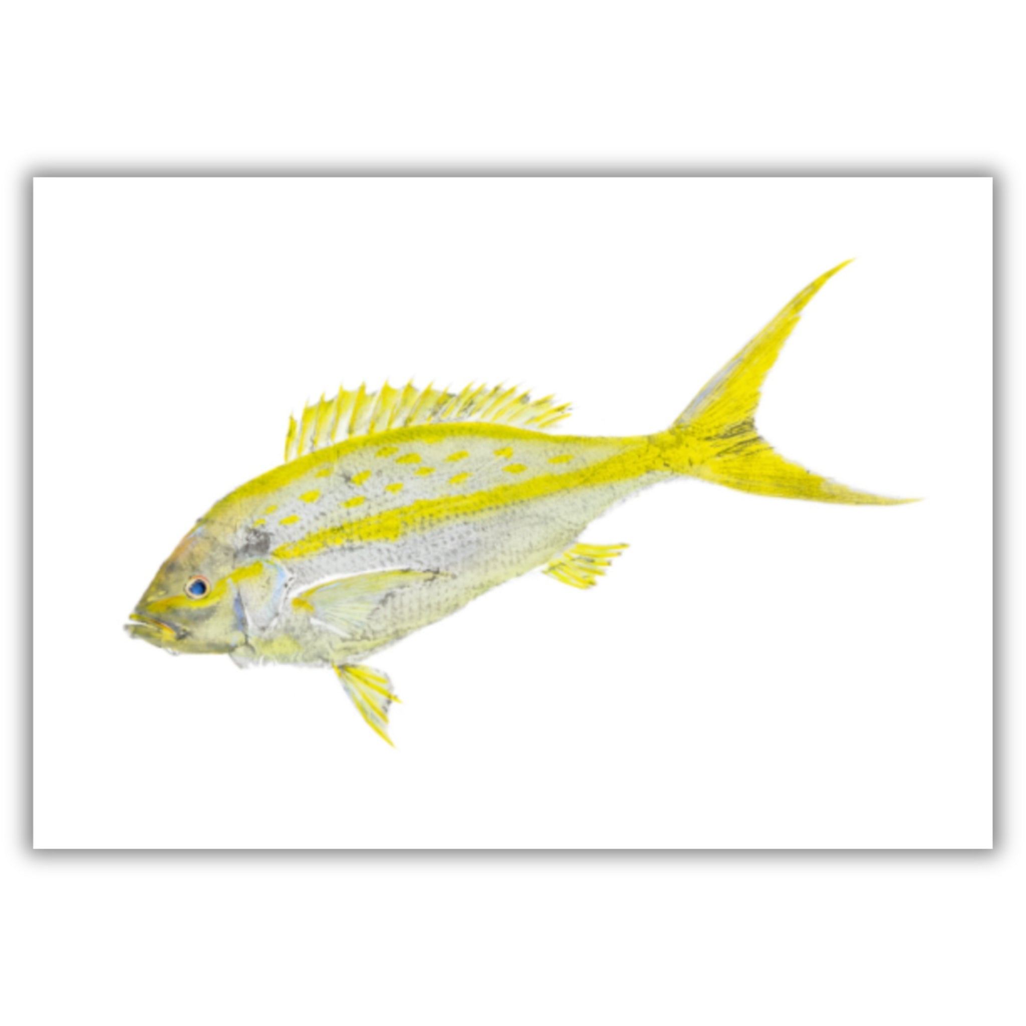 Fine Art Notecards