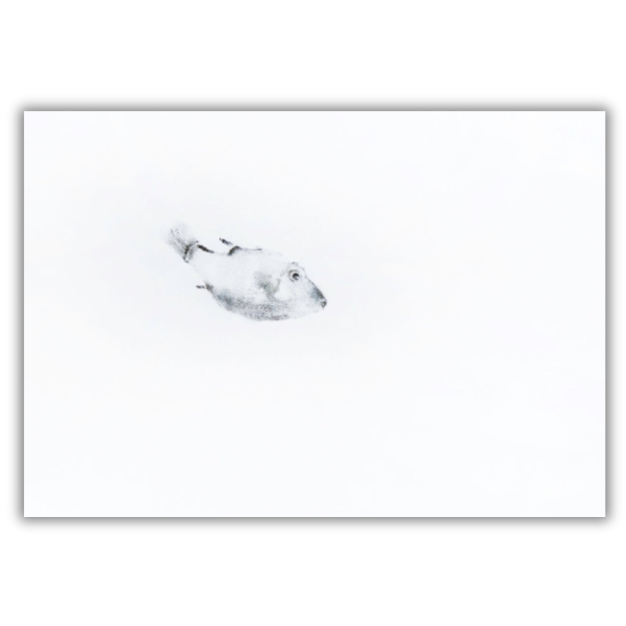 Fine Art Notecards