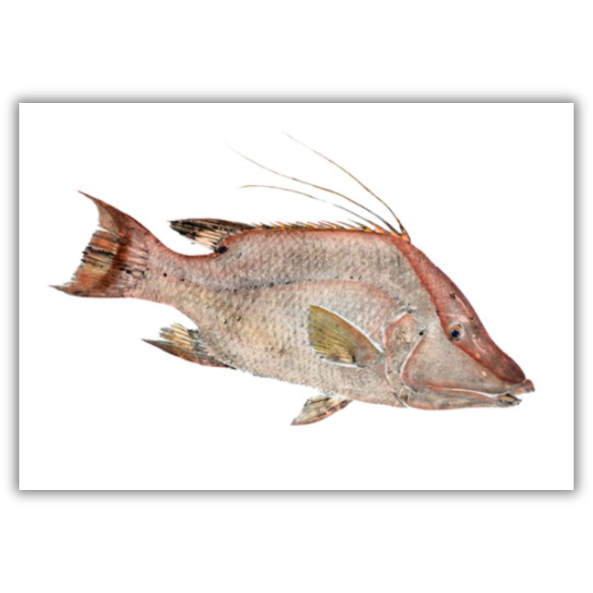 Fine Art Notecards