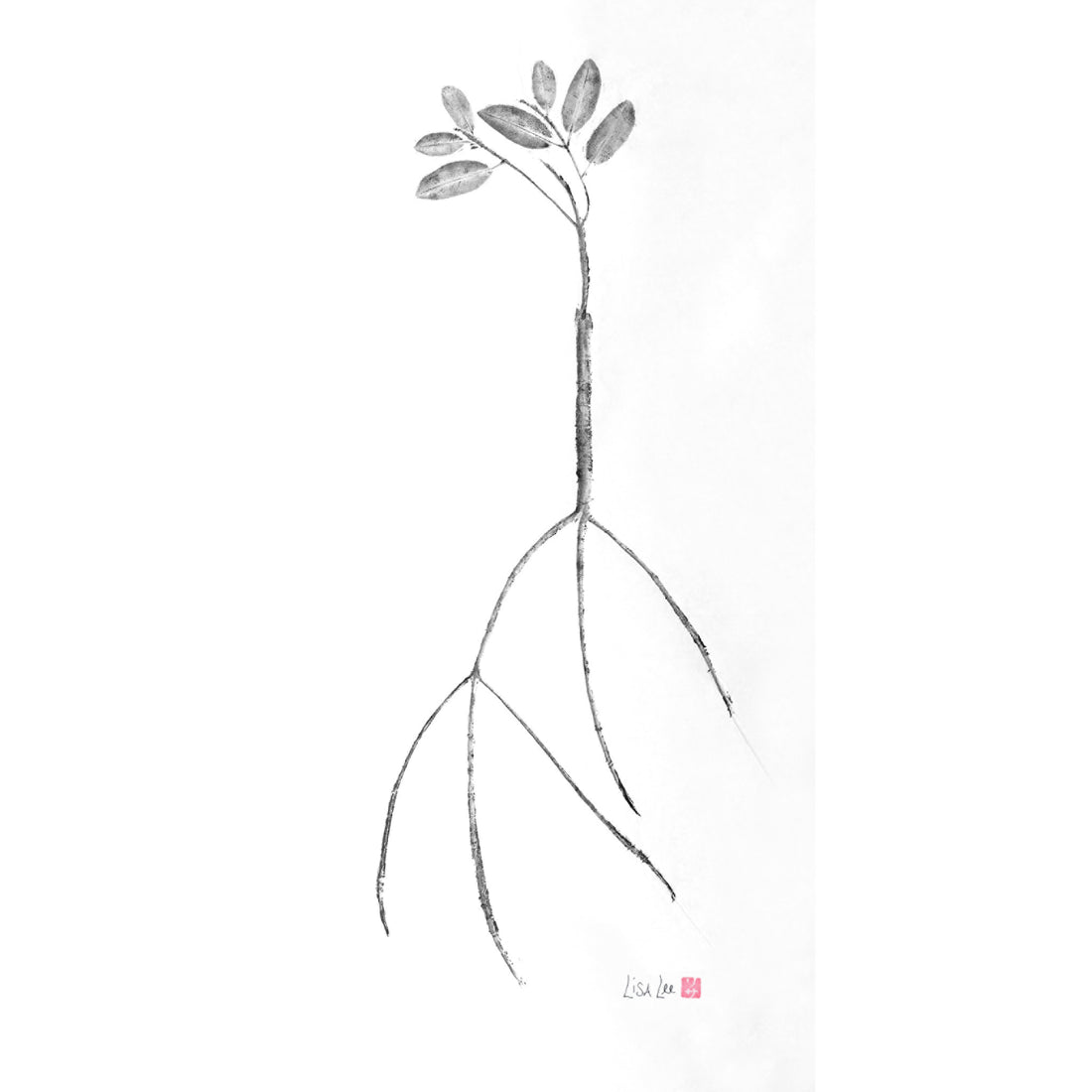 Black and White Mangrove