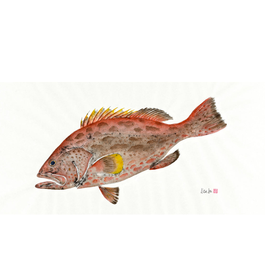 Yellowfin Grouper