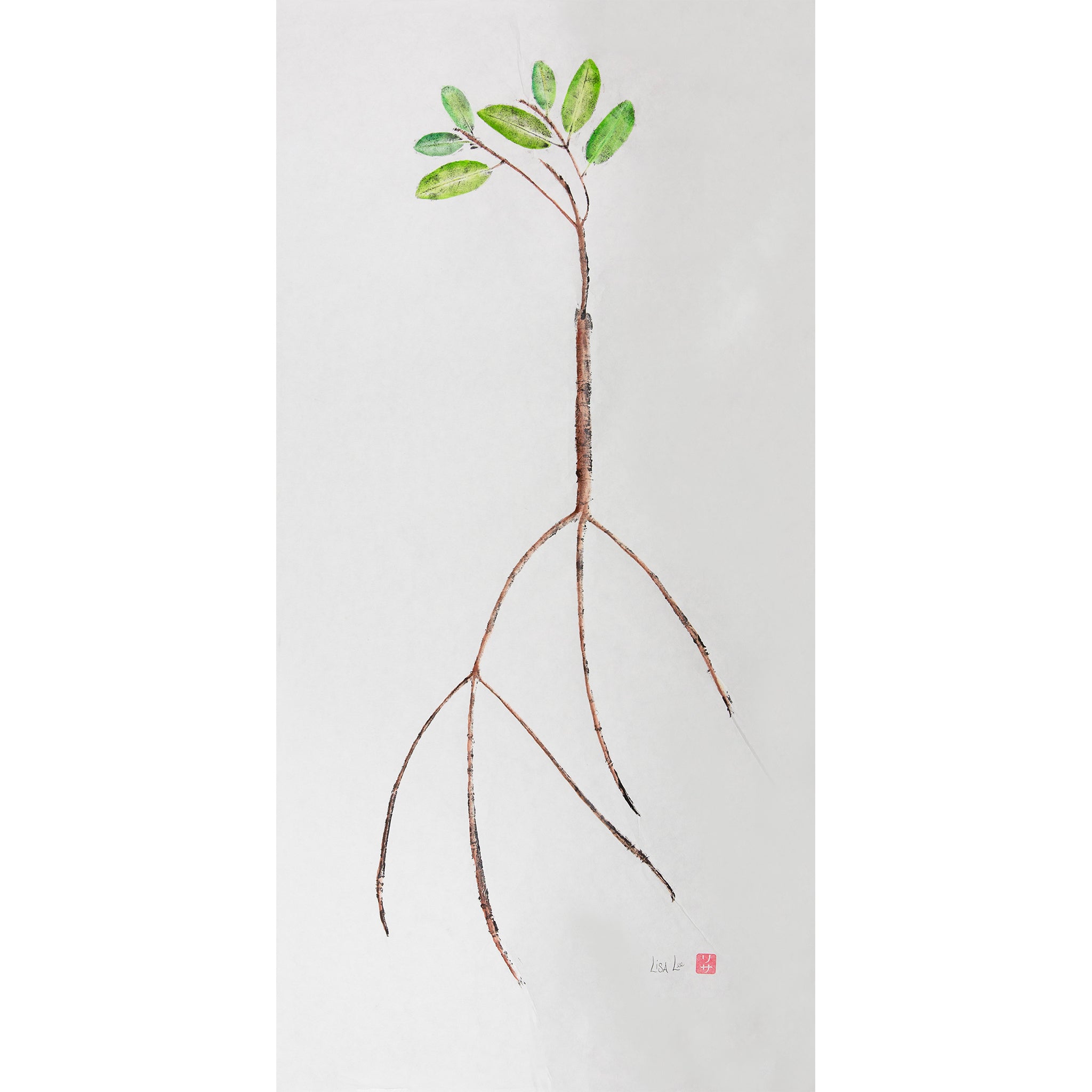 Red Mangrove