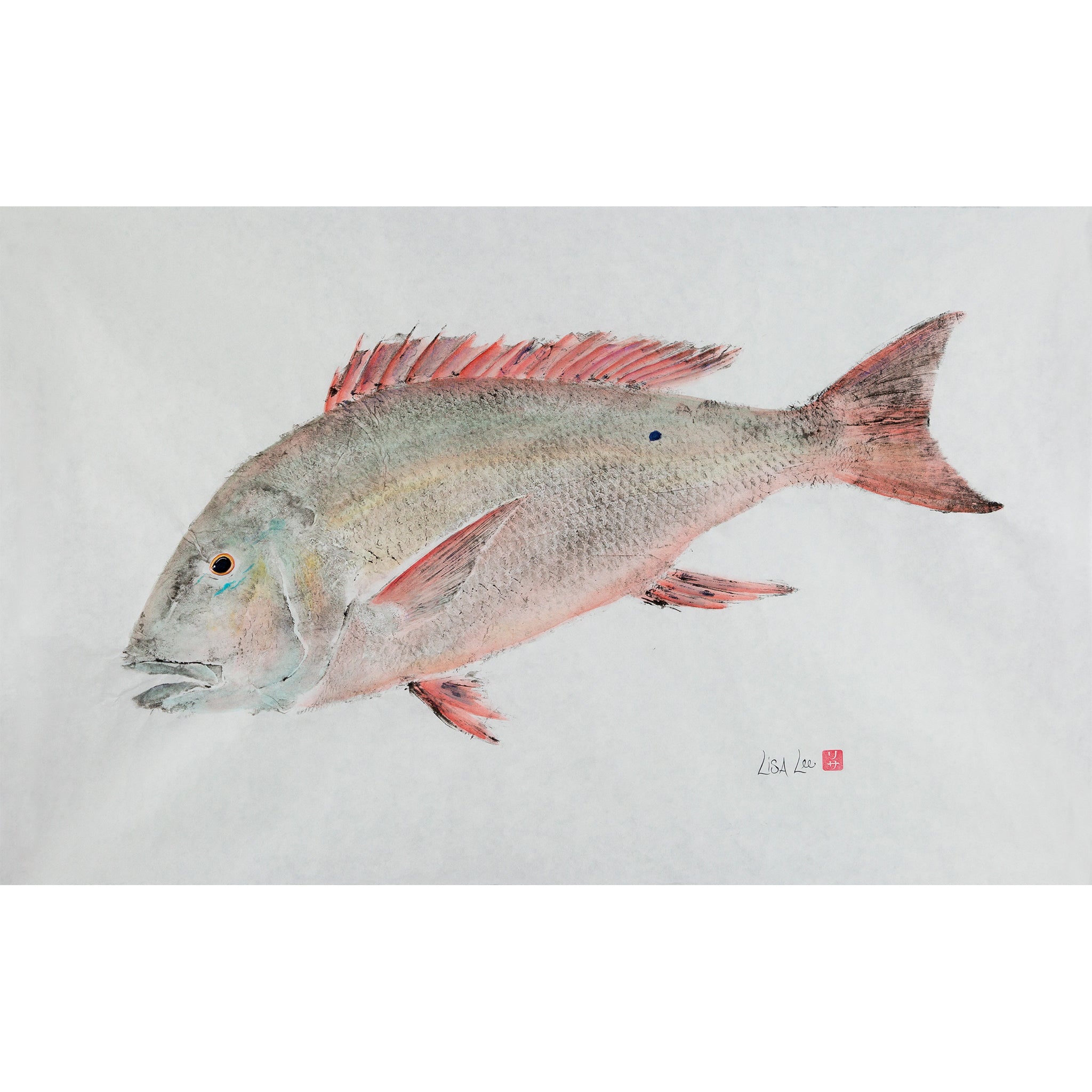 Mutton Snapper