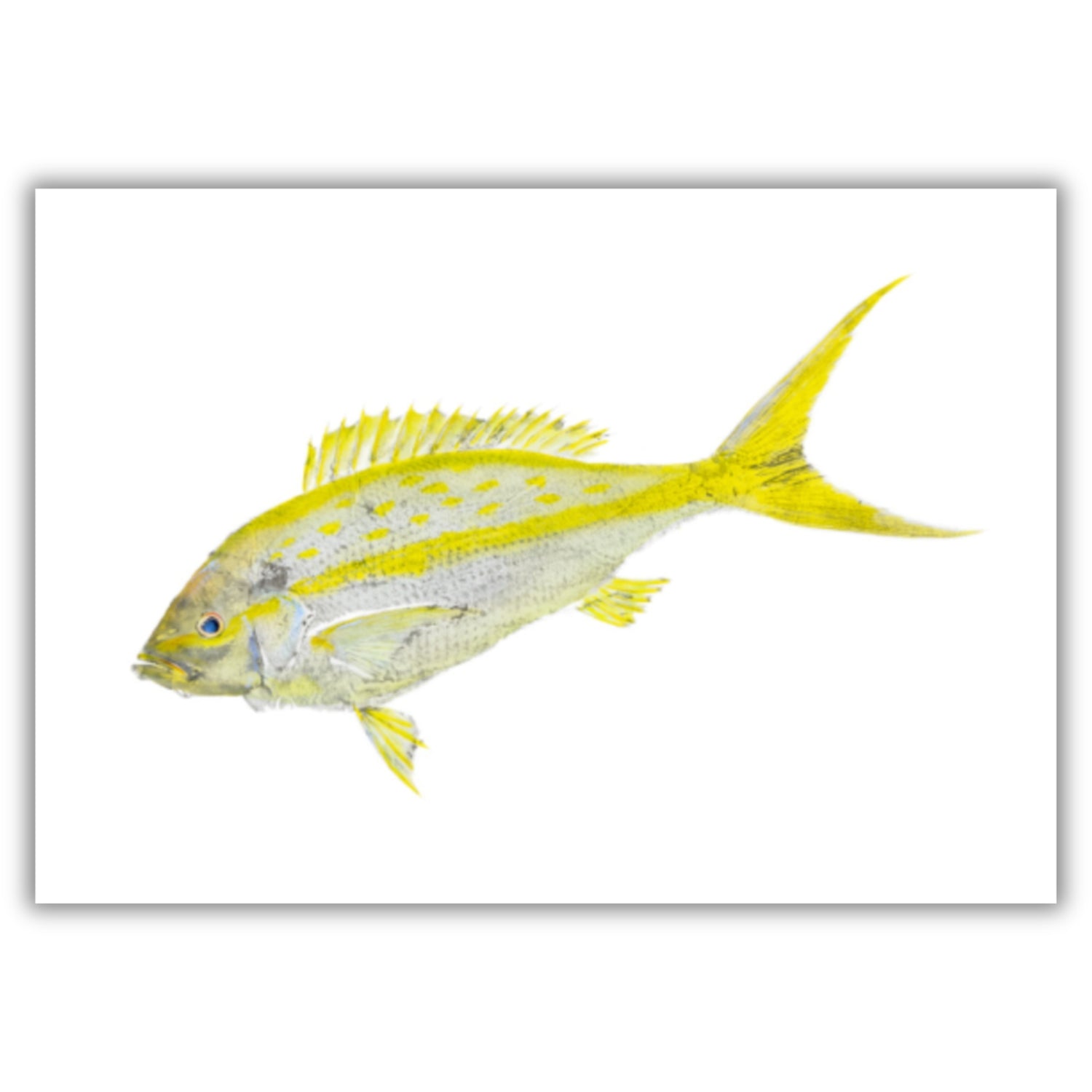 Fine Art Notecards
