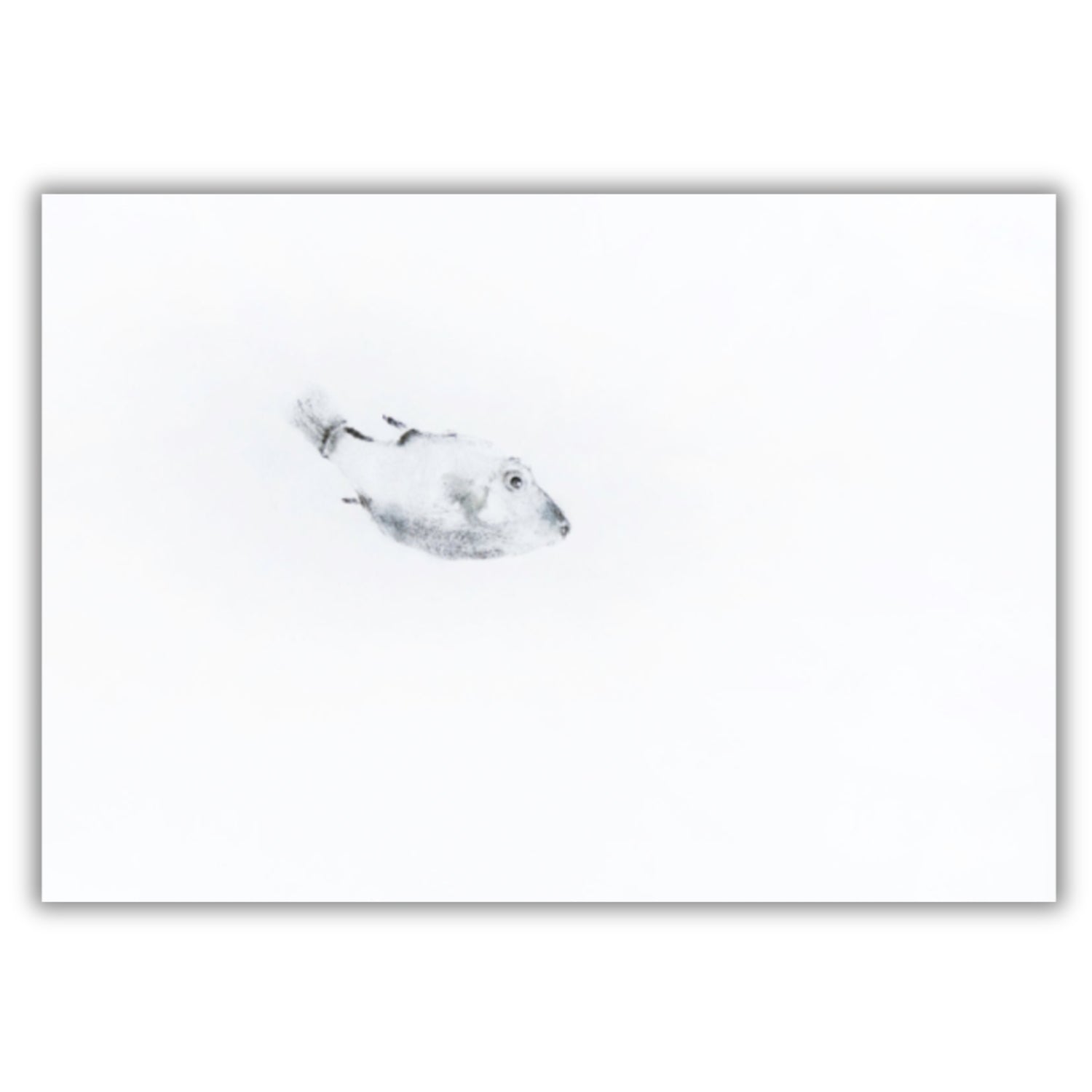 Fine Art Notecards