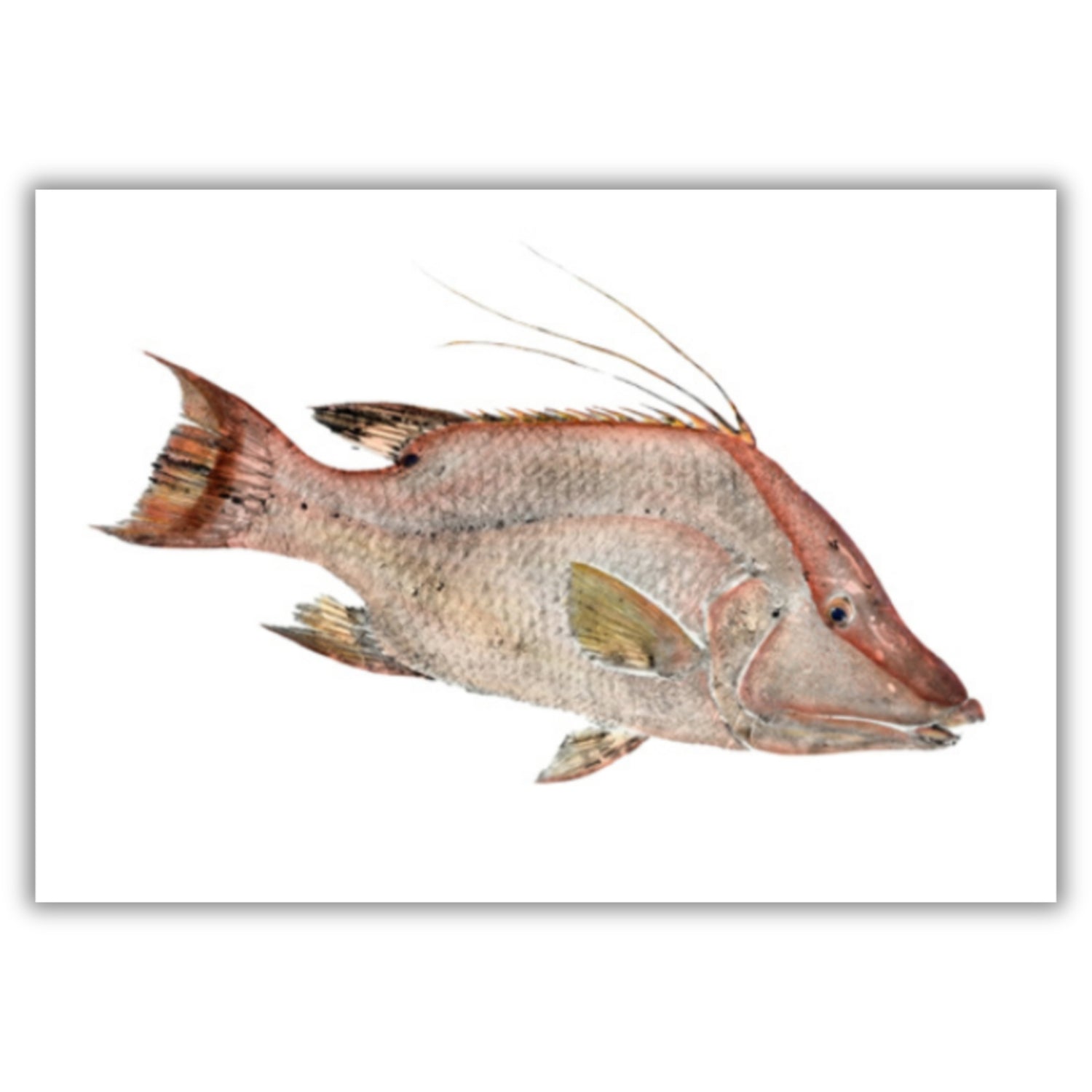 Fine Art Notecards