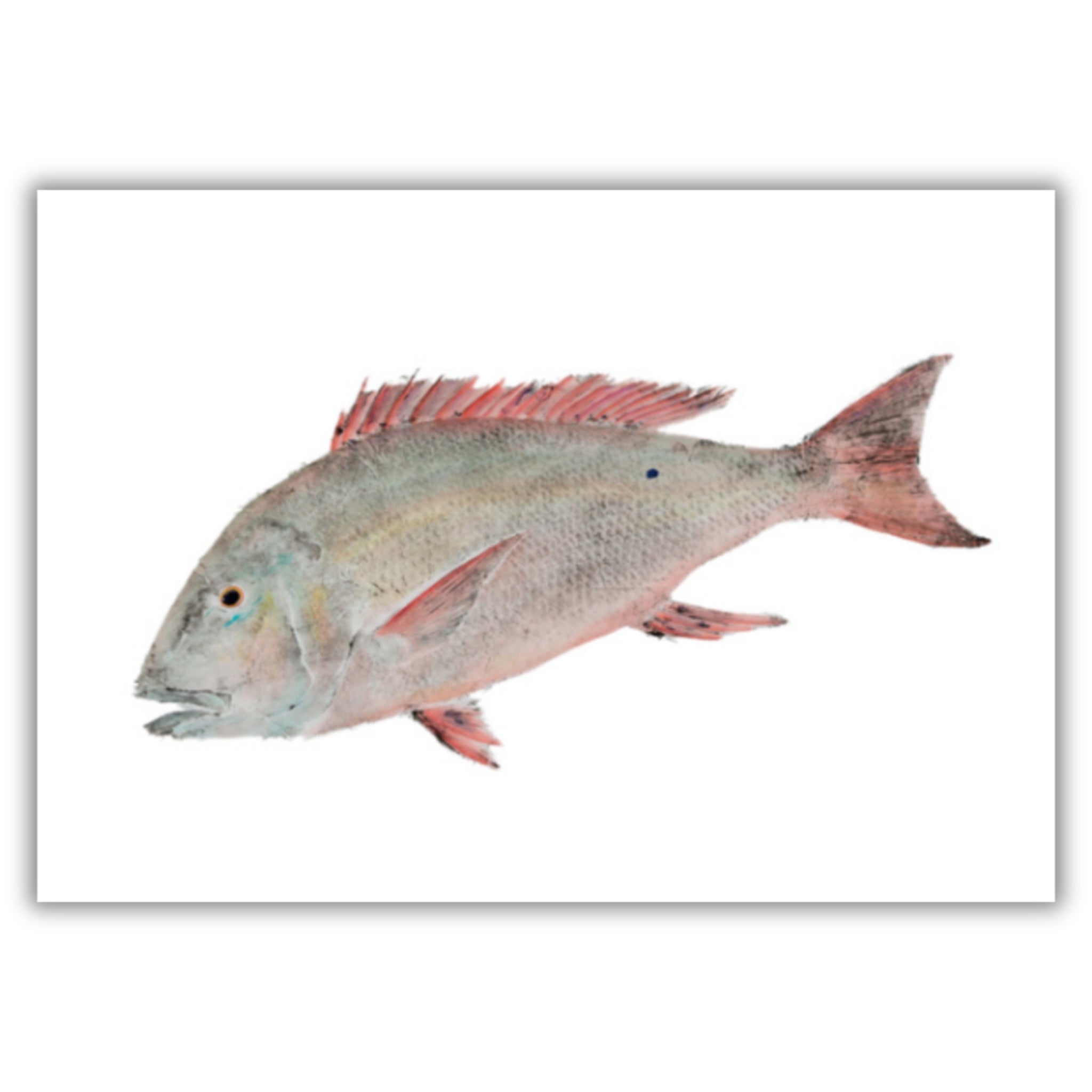 Fine Art Notecards
