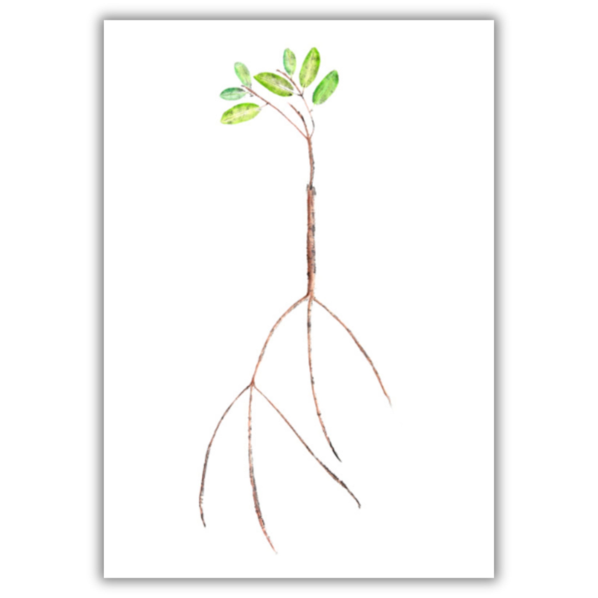 Fine Art Notecards
