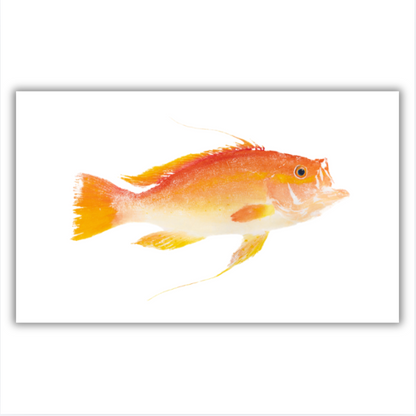 Fine Art Notecards