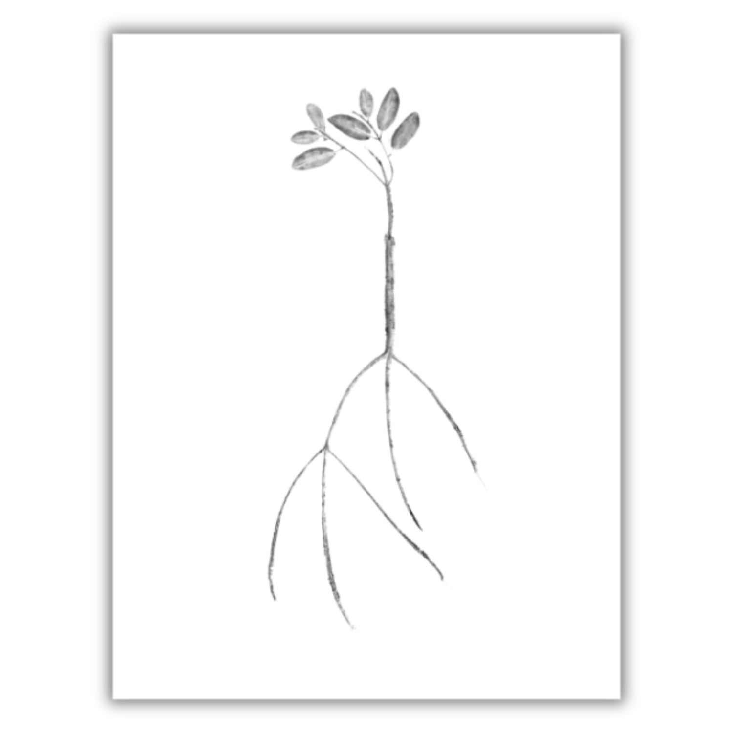 Fine Art Notecards