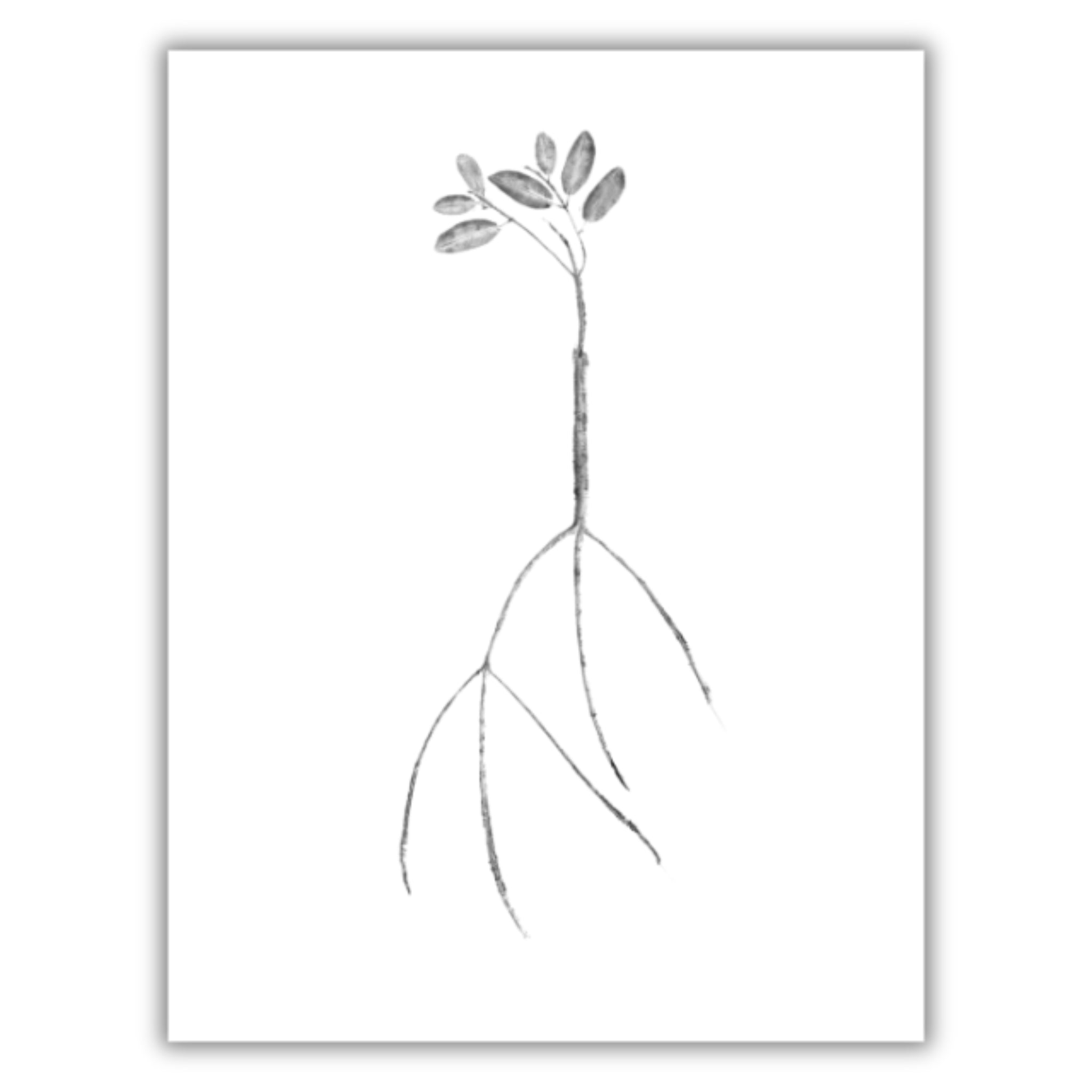 Fine Art Notecards
