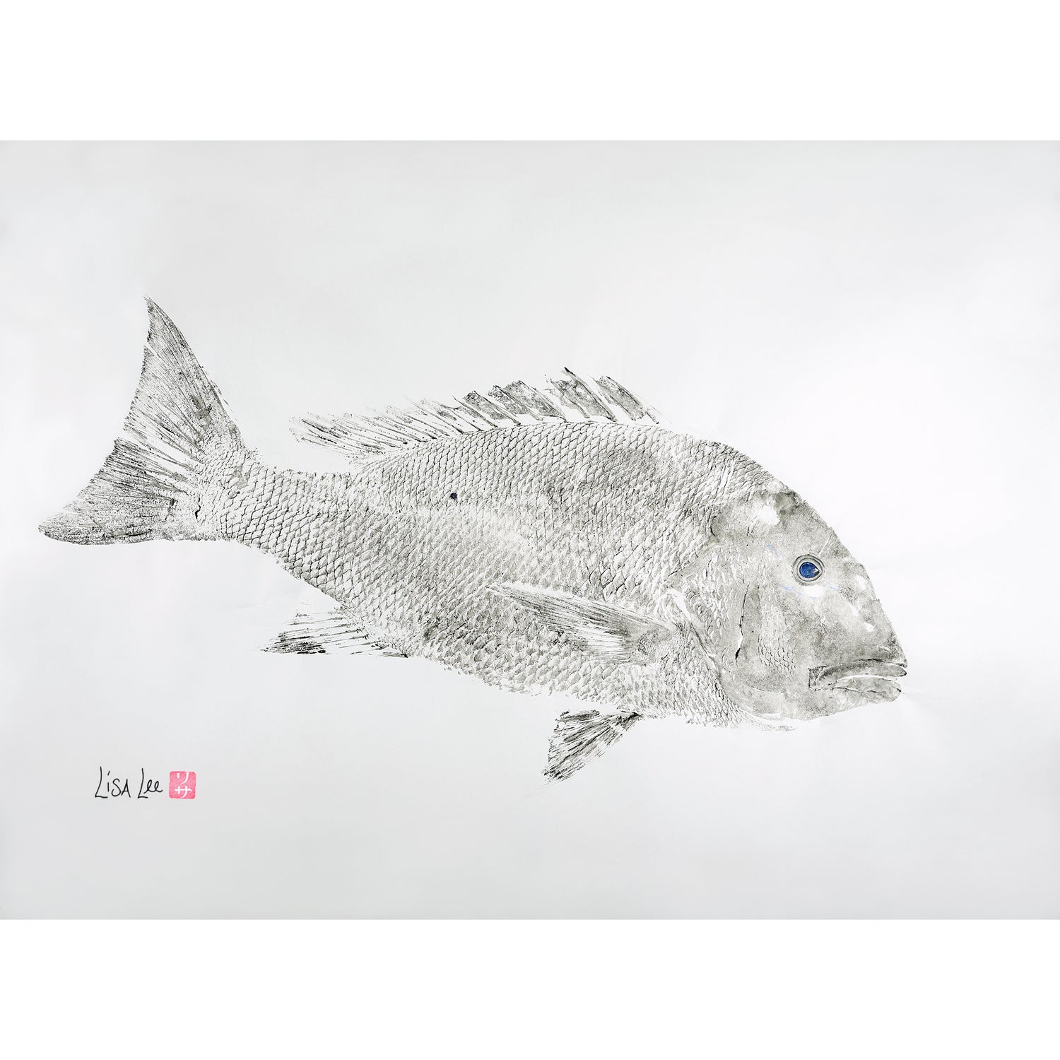 Mutton Snapper Black and White