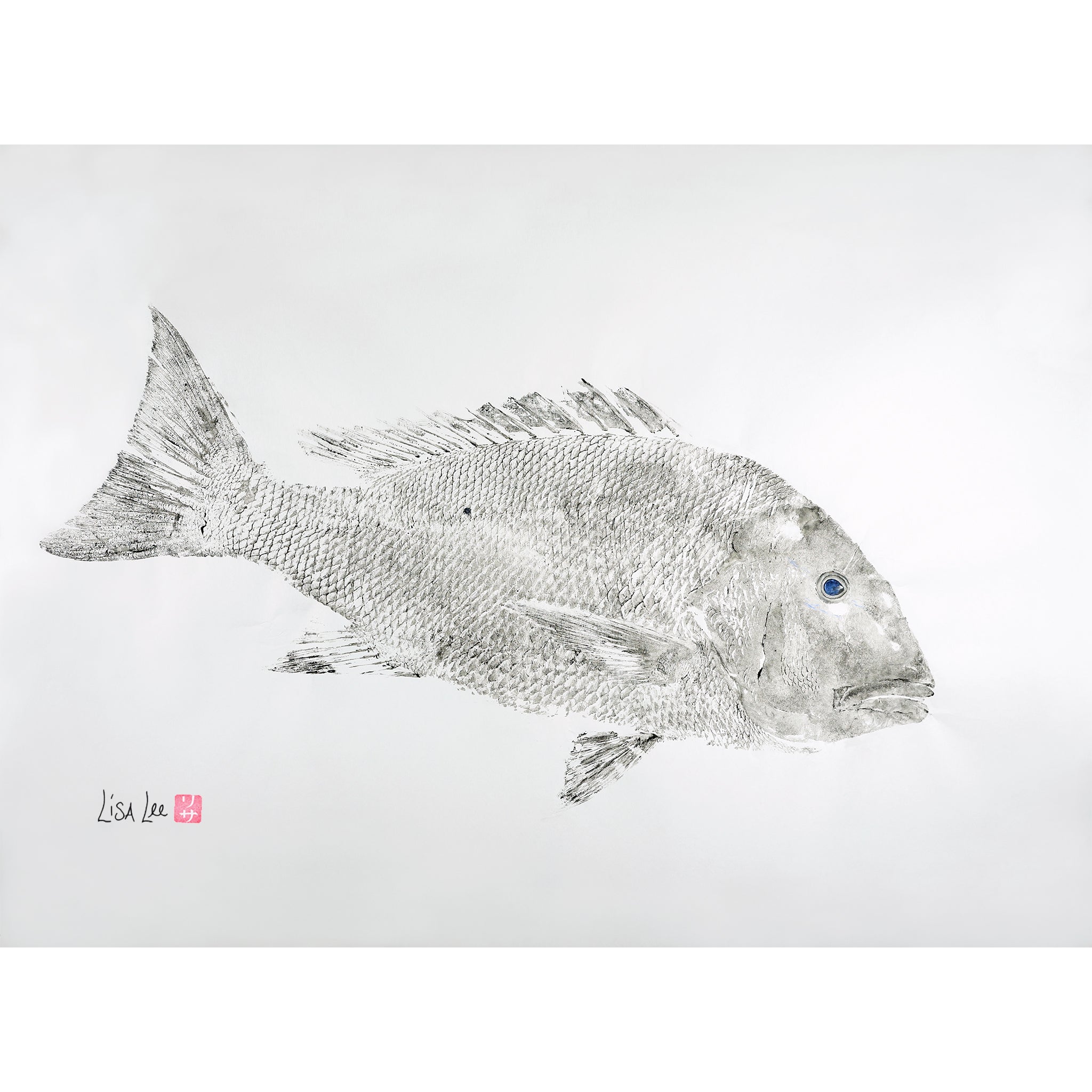 Mutton Snapper Black and White
