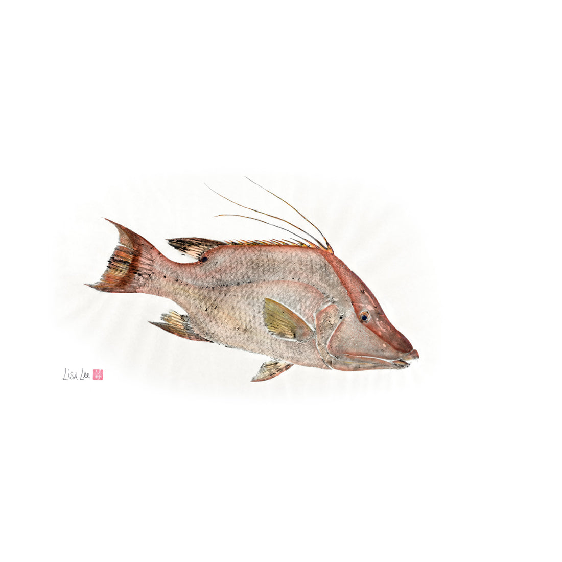 Hogfish Spear