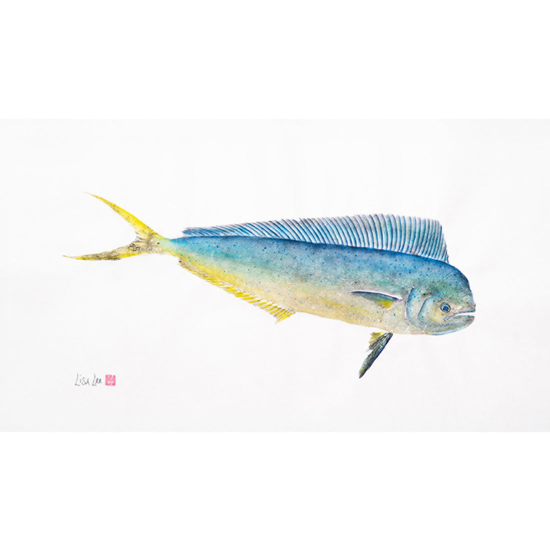 Young Bull Mahi