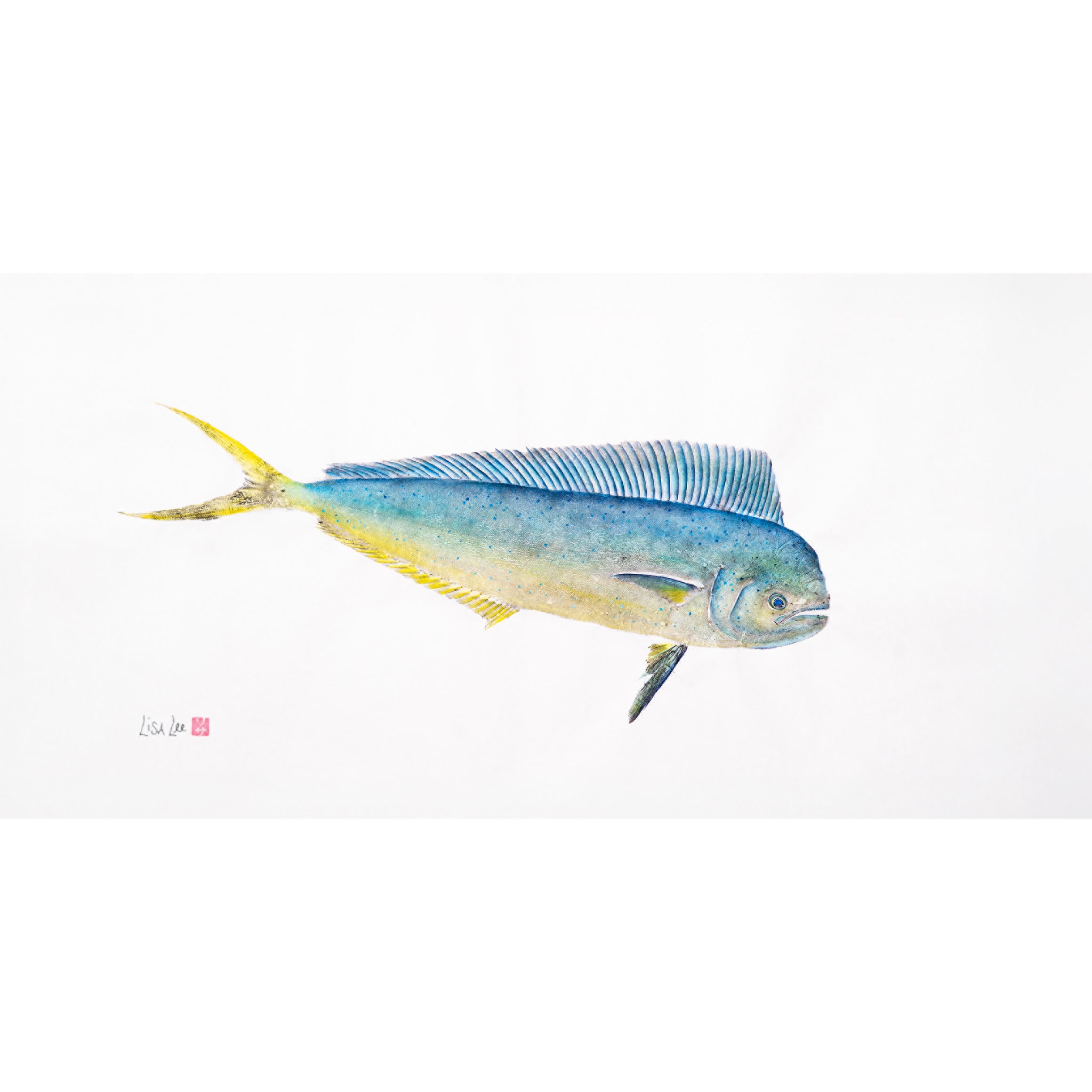 Young Bull Mahi
