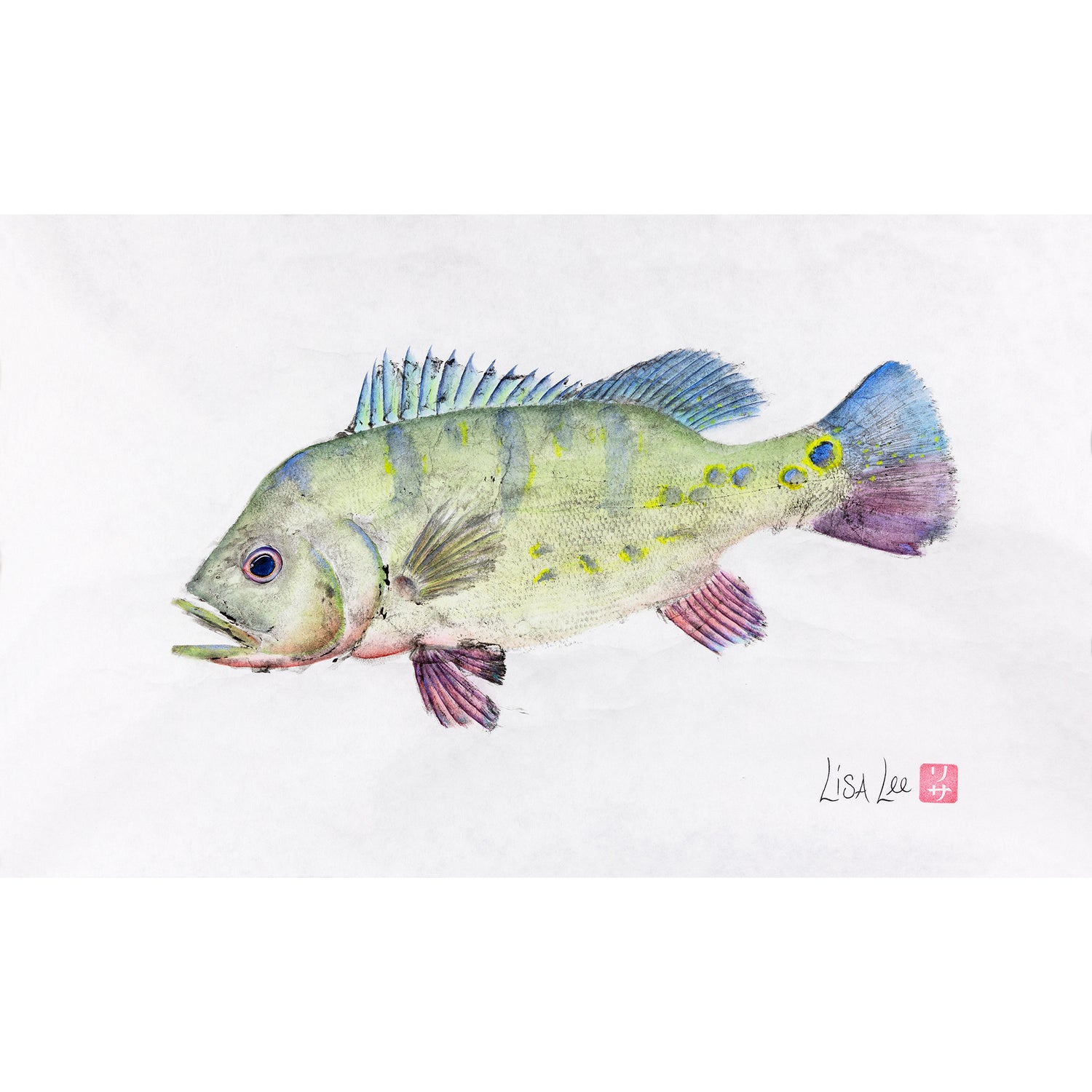 Peacock Bass